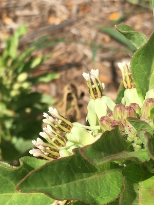 Zizotes flower