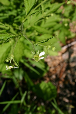 Geum canadense