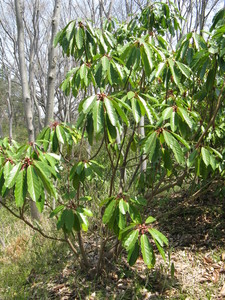 Daphniphyllum macropodum