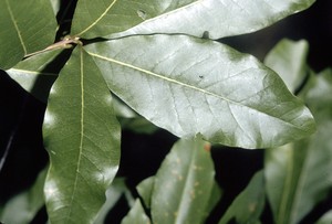 Shingle Oak