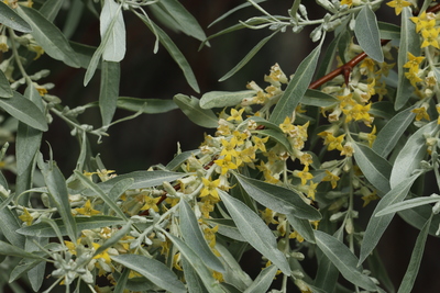 Elaeagnus angustifolia