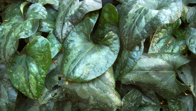 Asarum splendens