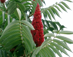 Staghorn sumac