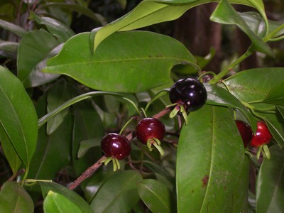 Eugenia brasiliensis