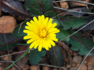 Taraxacum laevigatum