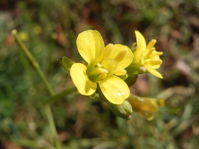 Diplotaxis muralis