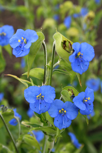 Commelina