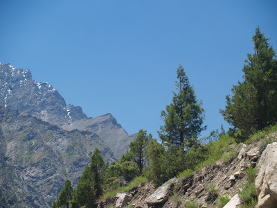 Cupressus torulosa