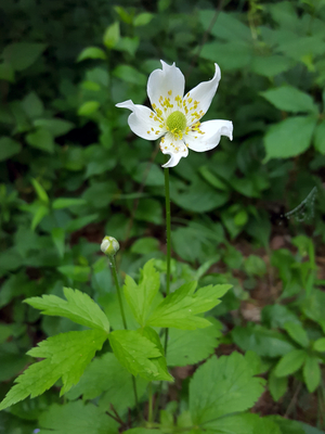 Anemone virginiana