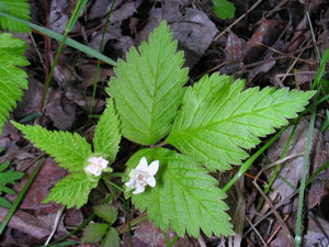 Dwarf Red Blackberry