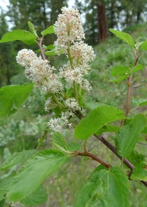 Oregon Tea Tree