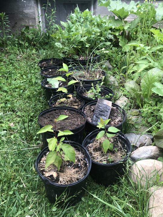 Nursery is coming along this year. 6 mystery stone fruits, started indoor — 2 in the ground.
First 5 of many more walnuts — both black and English. 
Decorative willow stakes taking off after winter kill. 

Bonus potato pot and lemongrass.