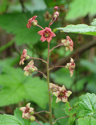 Ribes laxiflorum