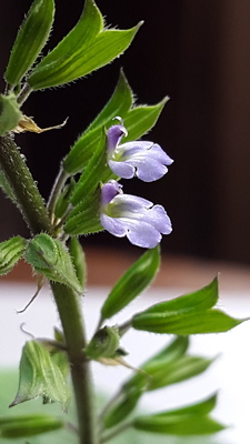 Salvia tiliifolia