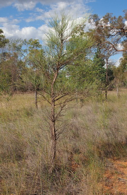 Acacia coriacea