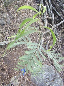 Koa Acacia