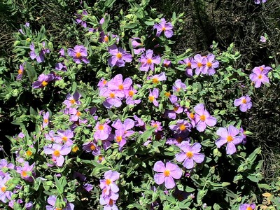 Cistus albidus