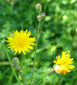 Hawkweed