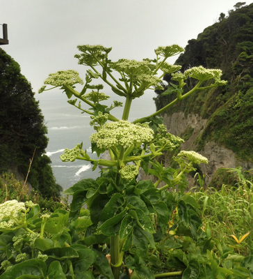 Angelica japonica