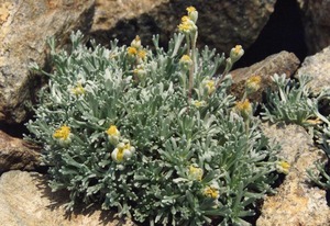 Alpine Wormwood