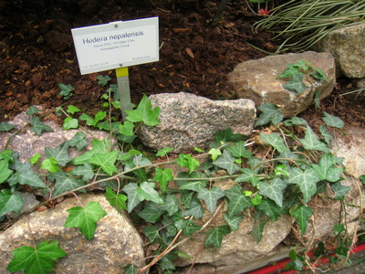 Hedera nepalensis