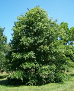 Pin Oak