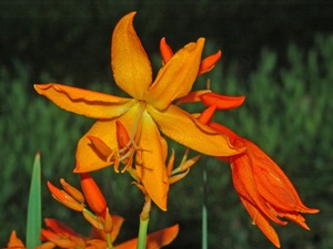 Montbretia