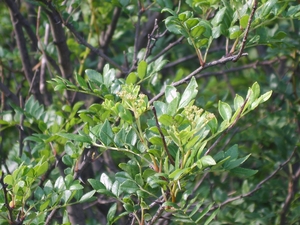 Peppertree