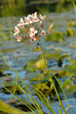 Butomus umbellatus