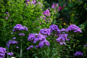 Carolina phlox