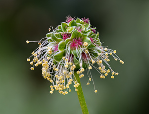 Salad Burnet