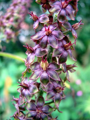 Veratrum nigrum