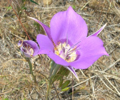 Calochortus macrocarpus