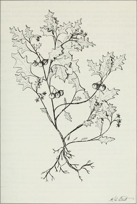 Solanum triflorum