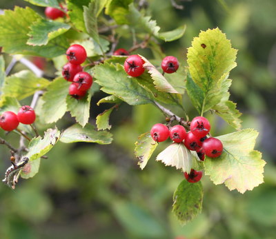 Crataegus chrysocarpa