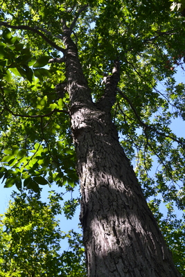 Carya ovalis