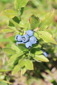 Sourtop Blueberry