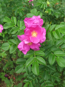 Ramanas Rose