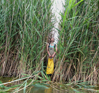 Phragmites australis