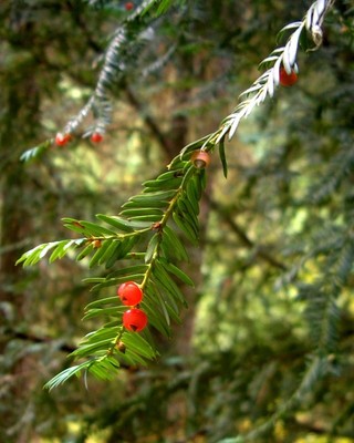 Taxus brevifolia