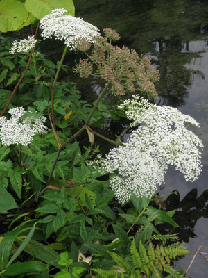 Angelica genuflexa