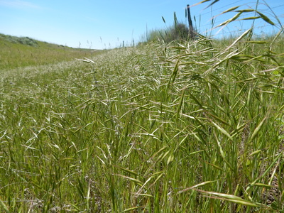 Bromus japonicus