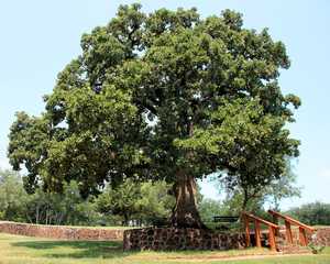 Post Oak