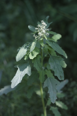 Chenopodium ficifolium