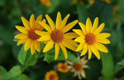 Heliopsis helianthoides