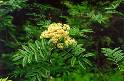 Sorbus scopulina