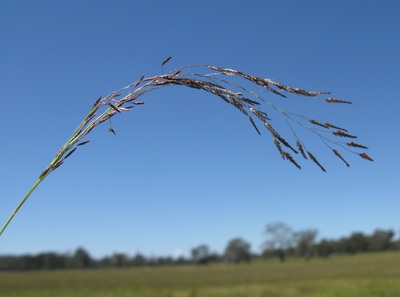 Eragrostis pilosa