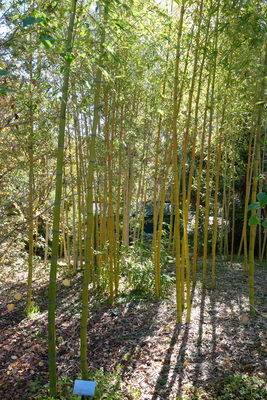 Phyllostachys vivax