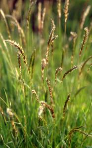 Sweet Vernal Grass