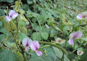 Tropical Kudzu